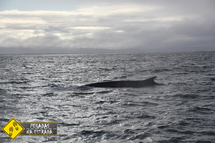Passeio para ver baleia em Husavik, Islândia. Foto: CFR / Blog Pegadas na Estrada