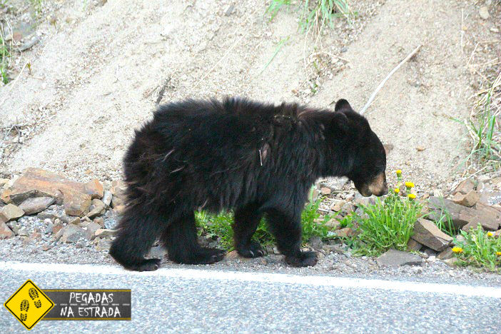 Urso na estrada no Yellowstone National Park. Foto: CFR / Blog Pegadas na Estrada