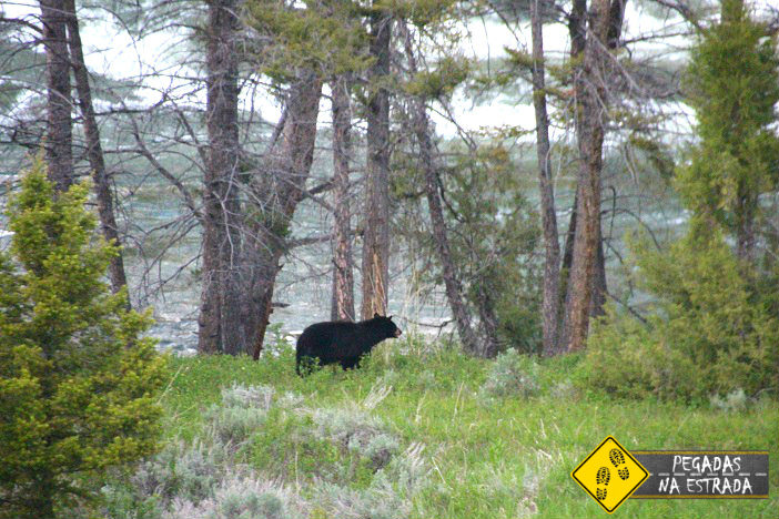 urso Yellowstone National Park vida selvagem 
