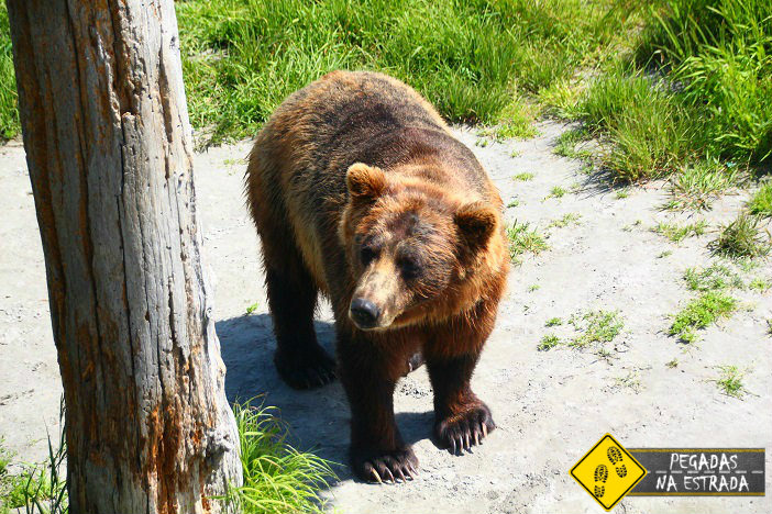Bear Alaska