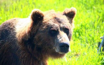Bear Encounter: survival guide. Tips about bears and trails.