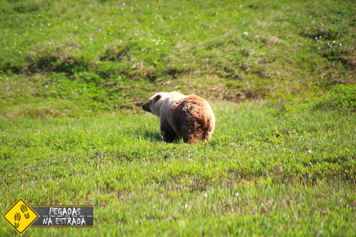 Grizzly Bear Alaska