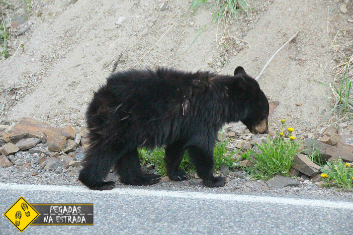 Guia Ursos Alasca como sobreviver