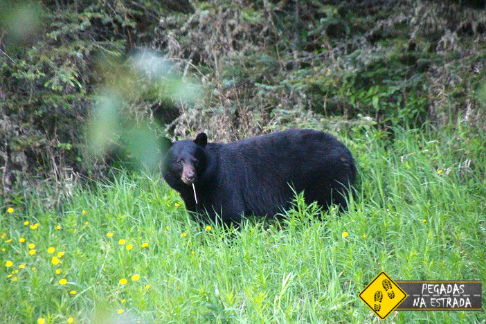 bear encounter guide survival