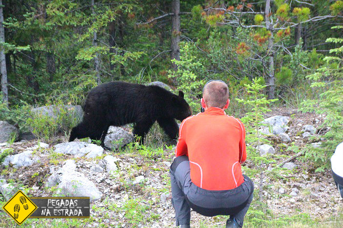 guide survival encounter bear