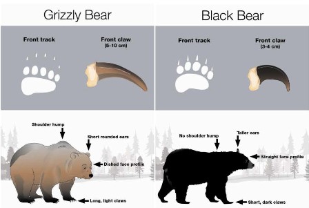 grizzly-black