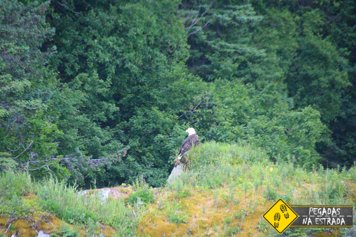 águia Alasca na natureza selvagem