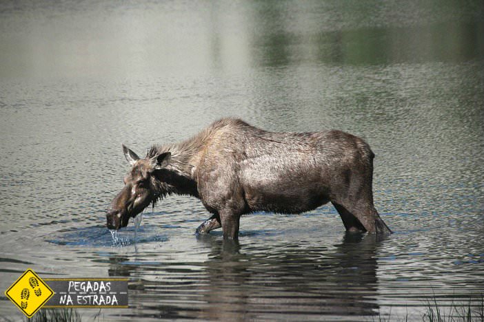 moose Alaska