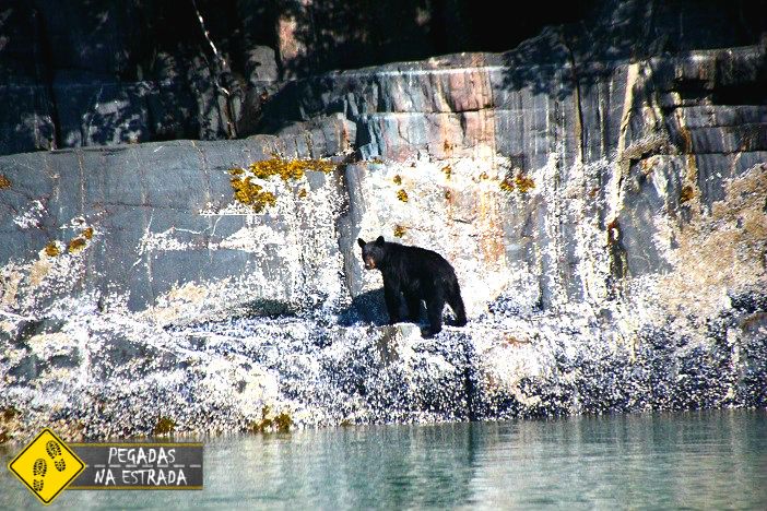 urso Alasca