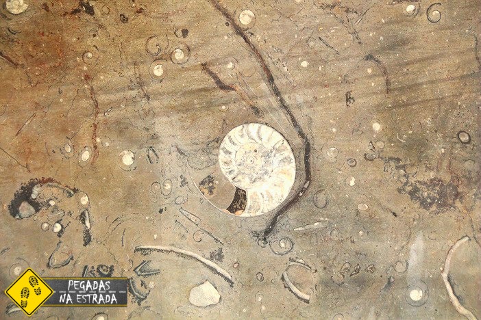 fóssil Deserto do Saara Euford