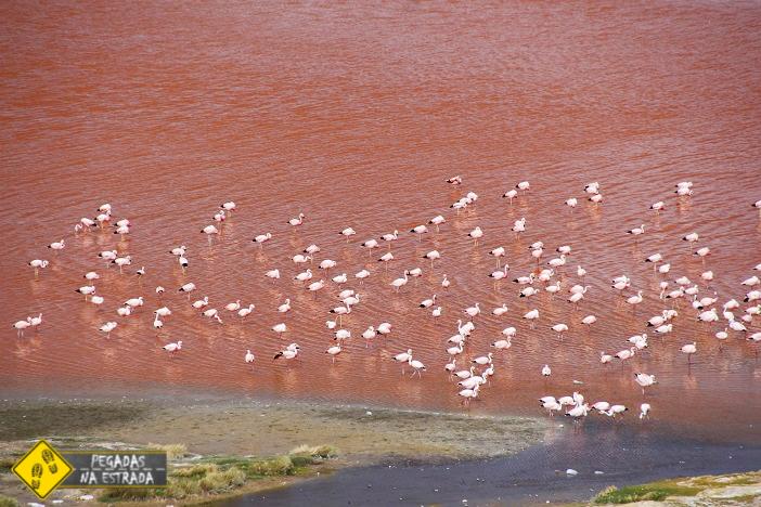 Flamingos Laguna Colorada Bolívia
