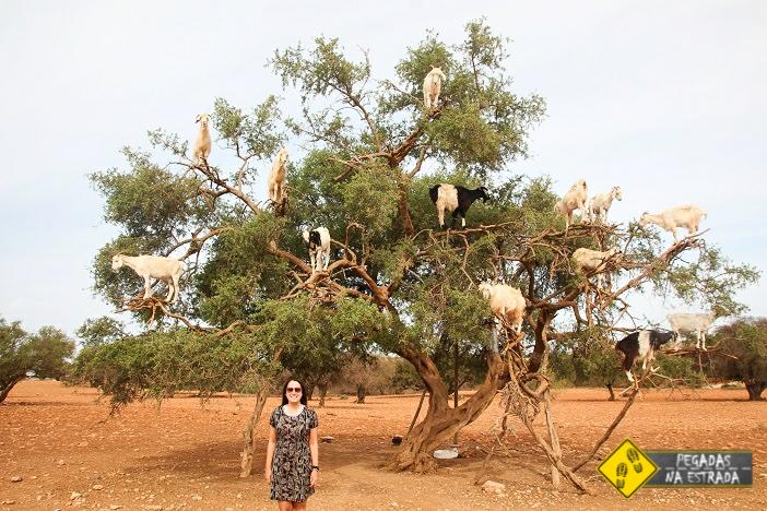 Árvore Argan cabras Marrocos Essaouira 